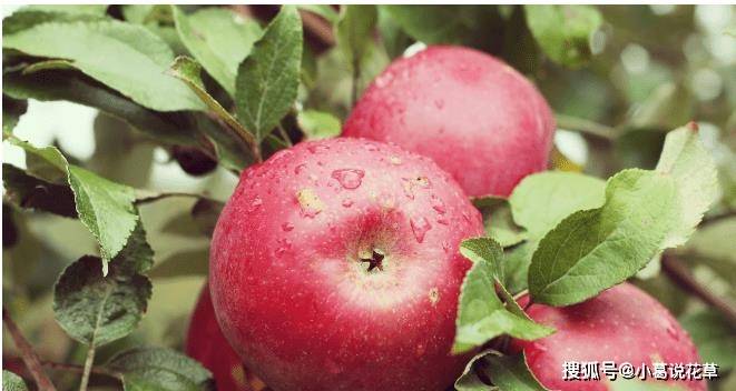 你的消息苹果版
:一天一苹果，苹果的营养价值，你全部都知道吗？